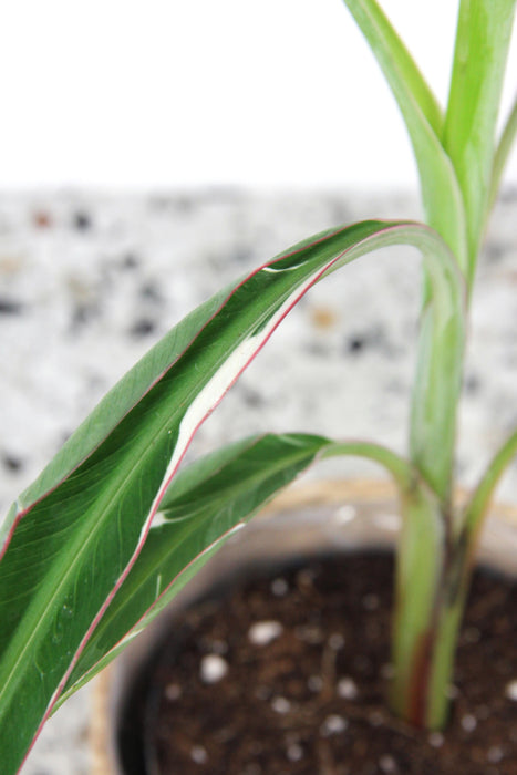 Musa florida variegata (bananier) - Large