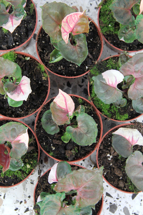 Syngonium strawberry ice - small