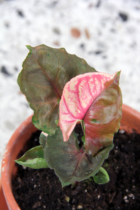 Syngonium strawberry ice - small