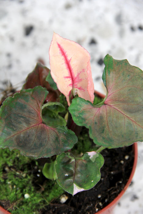 Syngonium strawberry ice - small