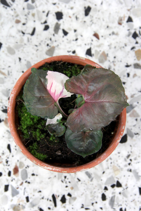 Syngonium strawberry ice - small