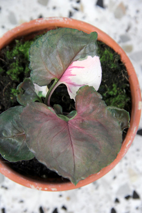 Syngonium strawberry ice - small