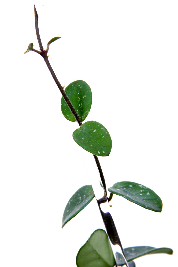 Hoya