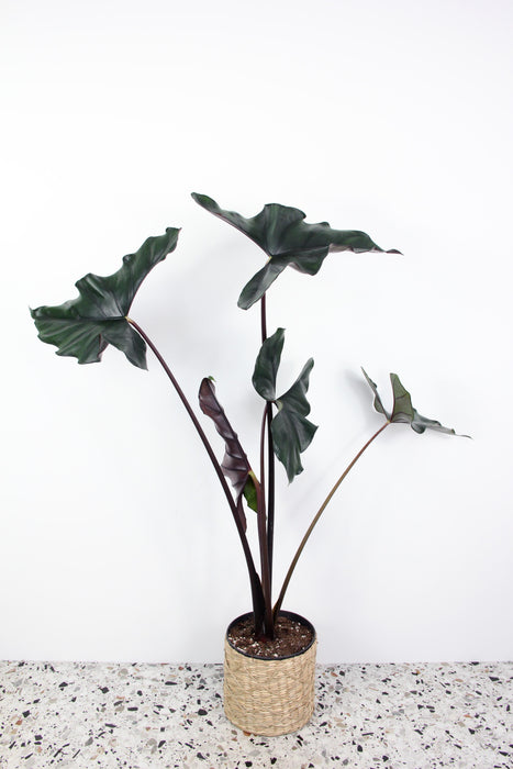 Alocasia princeps purple cloak - XL