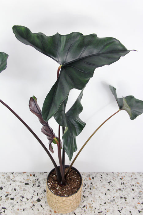 Alocasia princeps purple cloak - XL