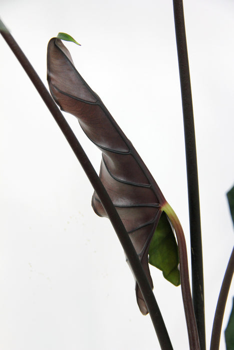 Alocasia princeps purple cloak - XL