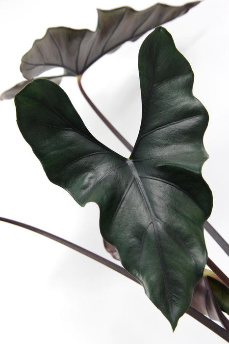Alocasia princeps purple cloak - XL