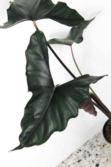 Alocasia princeps purple cloak - XL