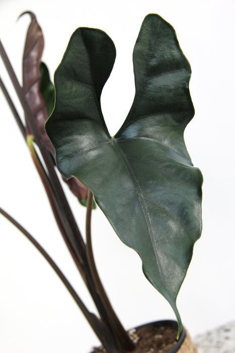 Alocasia princeps purple cloak - XL