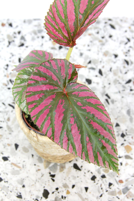 Begonia brevirimosa