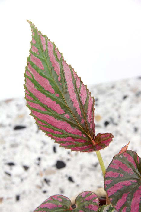 Begonia brevirimosa