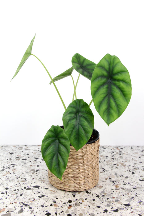 Alocasia green shield