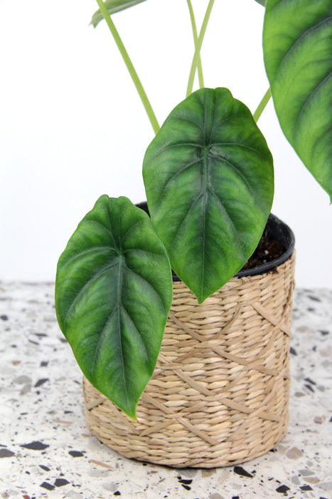 Alocasia green shield