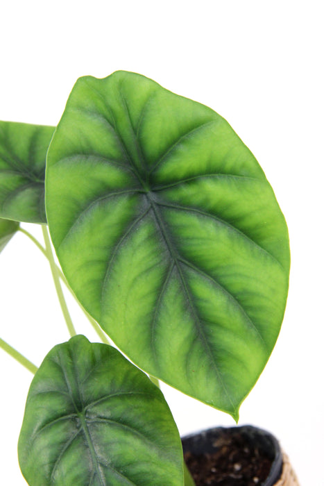 Alocasia green shield
