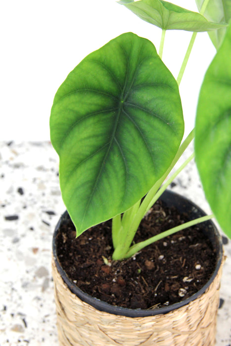 Alocasia green shield