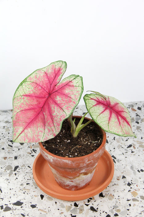 Caladium fiesta - tubercule raciné