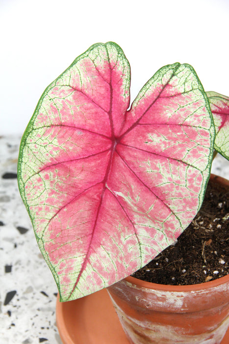 Caladium fiesta - tubercule raciné