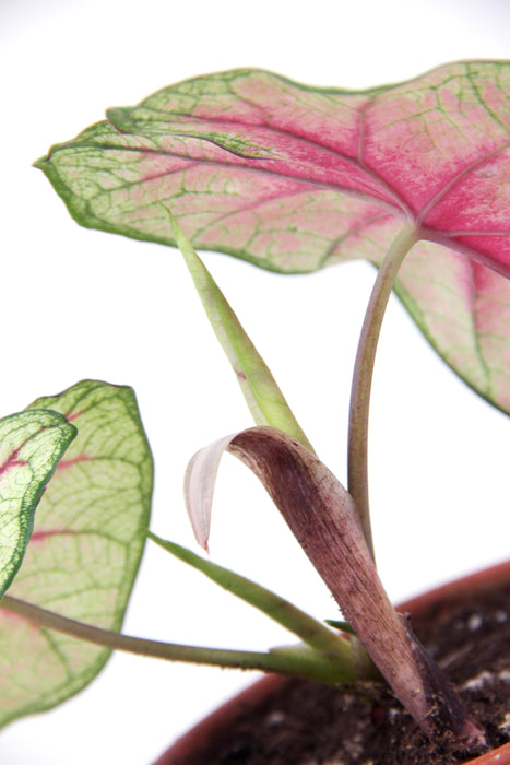 Caladium fiesta - tubercule raciné