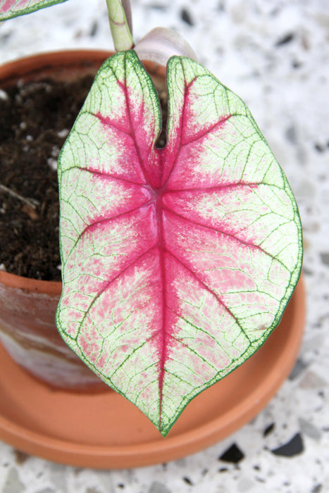 Caladium fiesta - tubercule raciné