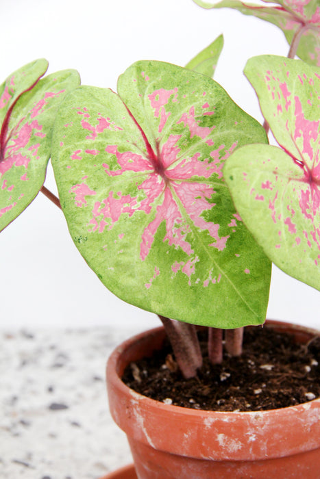 Caladium seafoam pink - tubercule raciné