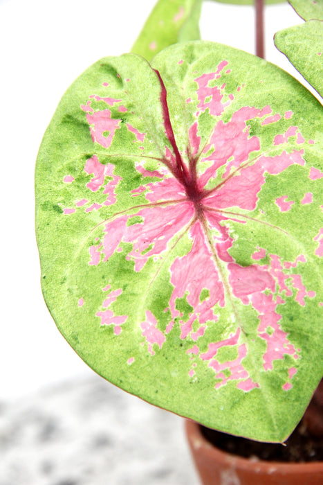 Caladium seafoam pink - tubercule raciné