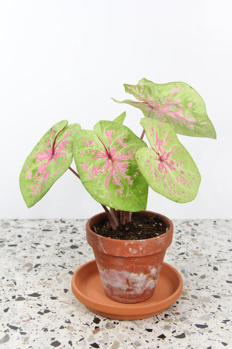 Caladium seafoam pink - tubercule raciné