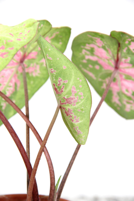 Caladium seafoam pink - tubercule raciné