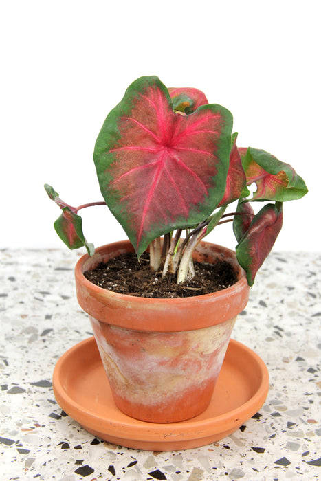Caladium royal flush