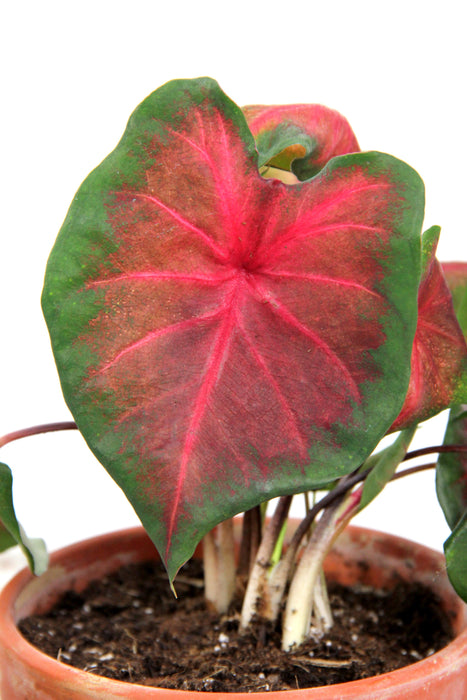 Caladium royal flush