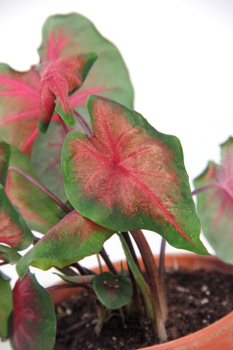 Caladium royal flush