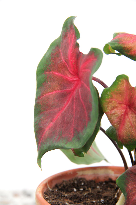 Caladium royal flush