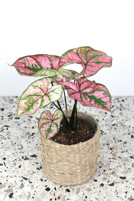 Caladium festivia
