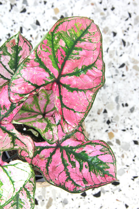 Caladium festivia