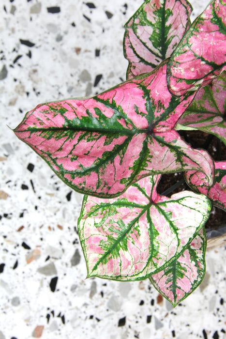 Caladium festivia