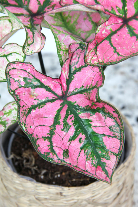 Caladium festivia