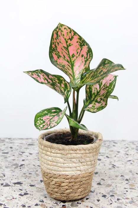Aglaonema pink beauty
