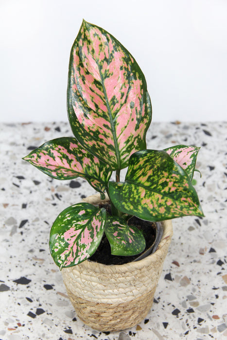 Aglaonema pink beauty