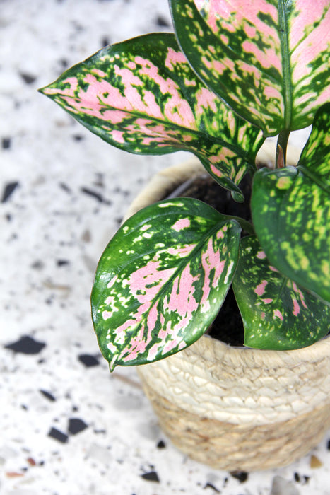 Aglaonema pink beauty