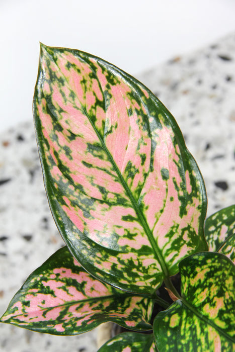 Aglaonema pink beauty