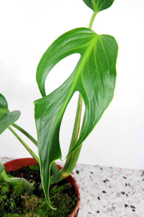 Monstera burle marx flame