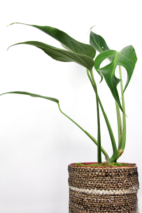 Monstera burle marx flame