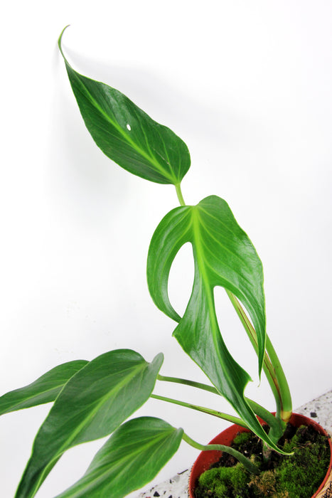 Monstera burle marx flame
