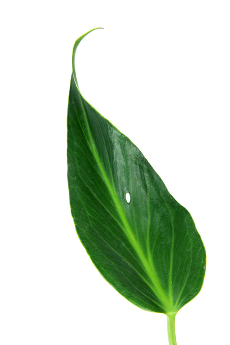 Monstera burle marx flame
