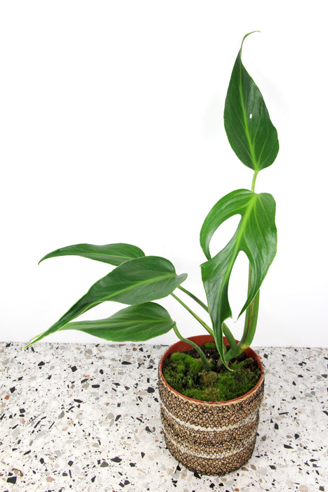 Monstera burle marx flame