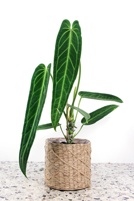 Anthurium warocqueanum