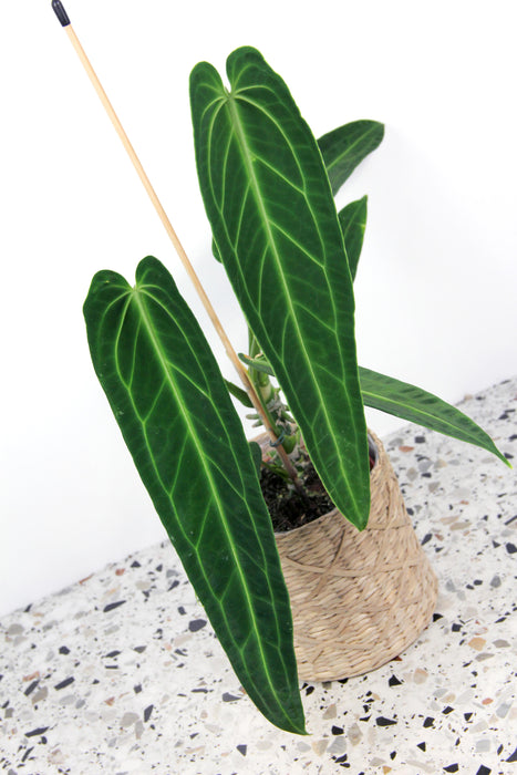 Anthurium warocqueanum