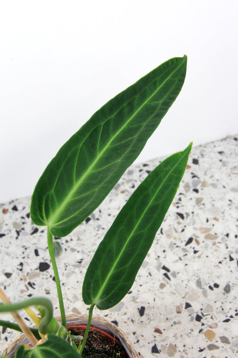 Anthurium warocqueanum