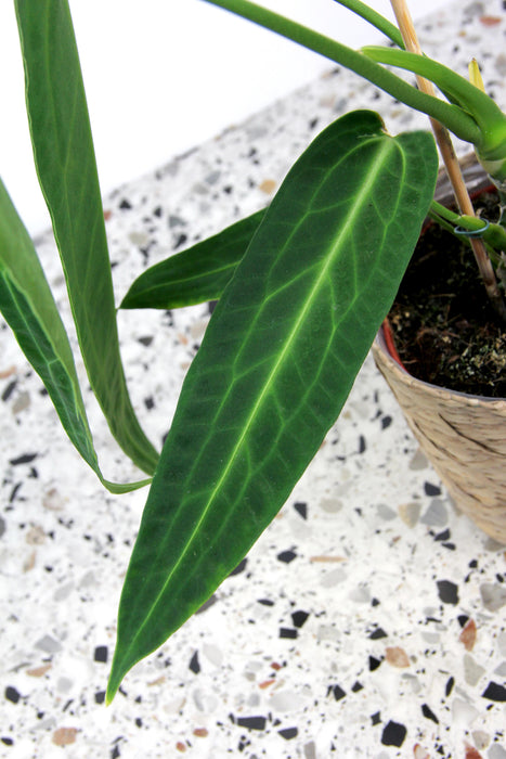 Anthurium warocqueanum