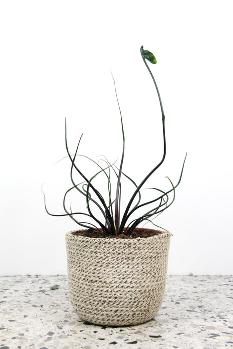 Alocasia flying squid - médium
