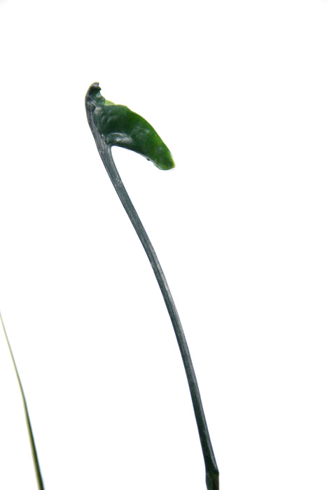 Alocasia flying squid - médium